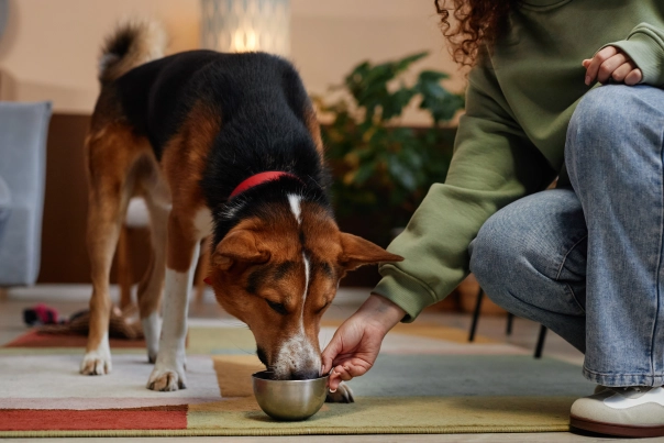 brown and black dog eating. Dog Nutritionist Explains How Diet Could Be Affecting Your Pet’s Anxiety, Energy, and Sleep.
