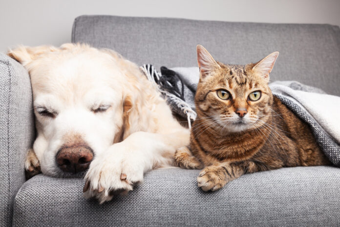 Dog and cat under a blanket on the couch in winter. Pet safety in winter