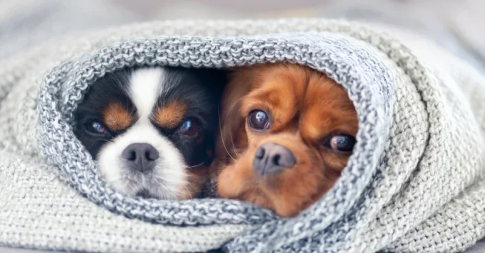 Pet Shelter Initiatives this winter