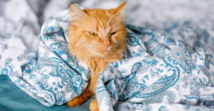 cat under blanket. Why My Cat is Throwing Up.