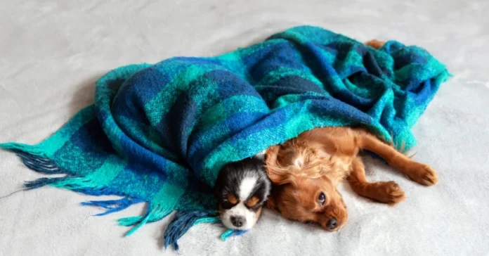 Dogs under a blue blanket. How to Keep Your Pets Warm in Winter Without Breaking the Bank