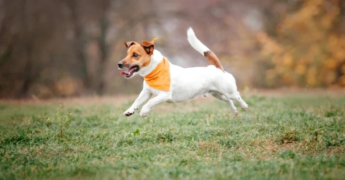Jack Russle running on the grass. Best small active dog breeds