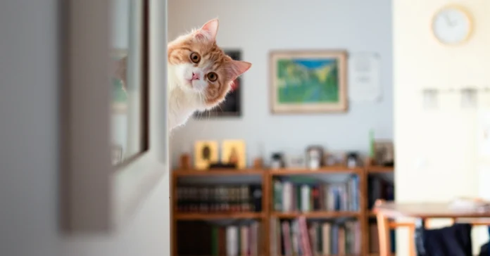 Cat peeping from a wall inside home. Cat zoomies explained.