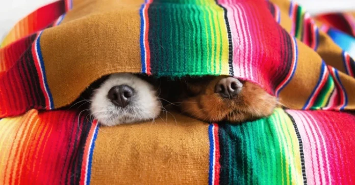 Dogs under a blanket. Should You Feed Your Pet More When It’s Cold?