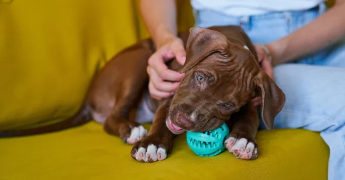 Puppy chewing with ball. Puppy teething - whats safe to chew.