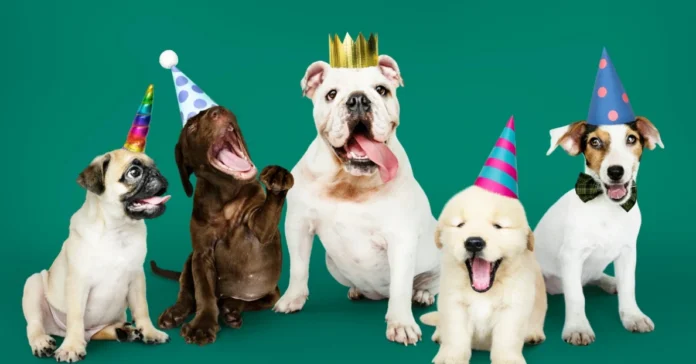 Dogs wearing party hats. How to Throw a Birthday Party for Your Pet