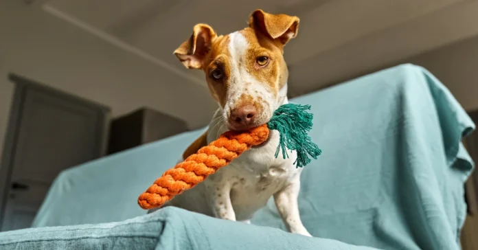 Dog biting toy carrot. What Vegetables Are Safe for Dogs?