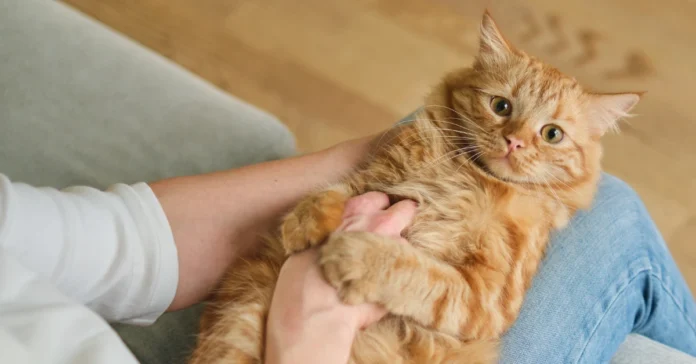 Woman cuddling cat. Signs your cat loves you.