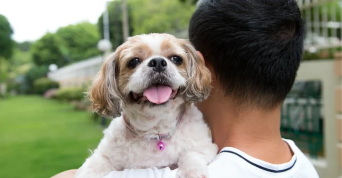 man holding dog. How to Help a Shy Rescue Dog Gain Confidence