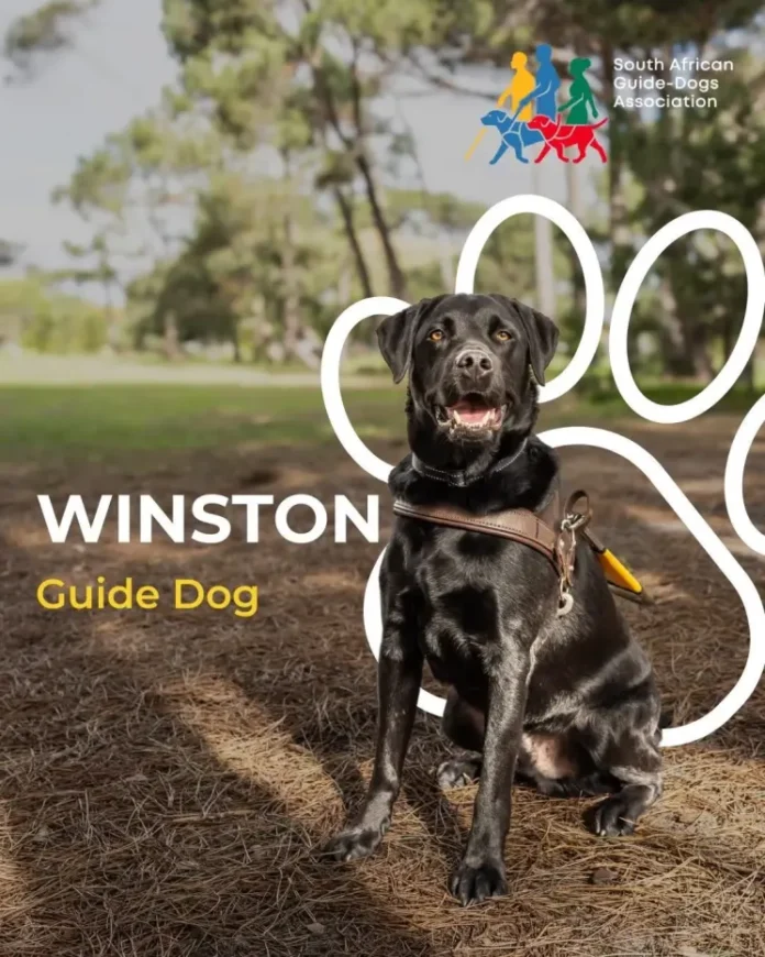 Winston's story. Guide dog