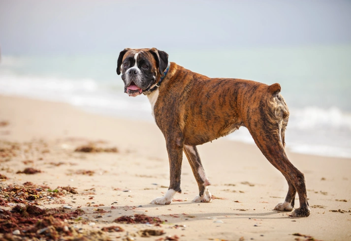 Boxer walking on the beach. Best Large Dog Breeds for Families with Kids