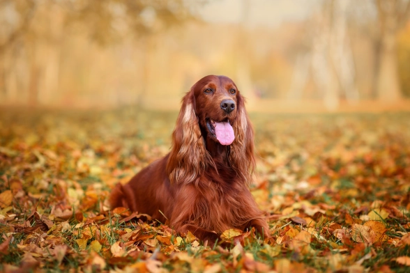 Chocolate Irish dog sitting on the grass. Best Large Dog Breeds for Families with Kids