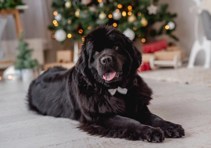 Newfoundland sitting on the floor. Best Large Dog Breeds for Families with Kids