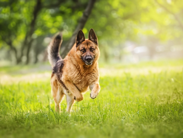 German Shepherd running in the field. Best Large Dog Breeds for Families with Kids.