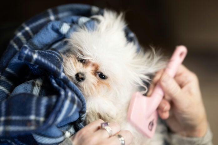 Brushing a small dog